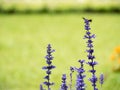 Lavender flowers blooming in the garden Royalty Free Stock Photo