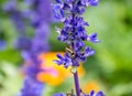 Lavender flowers blooming in the garden Royalty Free Stock Photo