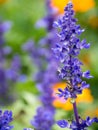 Lavender flowers blooming in the garden Royalty Free Stock Photo