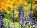 Lavender flowers blooming in the garden Royalty Free Stock Photo