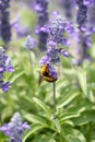 Lavender flowers blooming in garden and the wasp collect nectar. Royalty Free Stock Photo