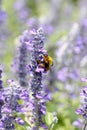 Lavender flowers blooming in garden and the wasp collect nectar. Royalty Free Stock Photo