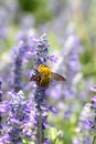 Lavender flowers blooming in garden and the wasp collect nectar. Royalty Free Stock Photo