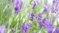 Lavender flowers blooming purple color good fragrant Royalty Free Stock Photo