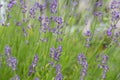 Lavender flowers blooming. Purple field flowers background. Tender lavender flowers. Royalty Free Stock Photo