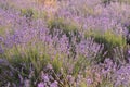 Lavender flowers blooming. Purple field of flowers. Tender lavender flowers.