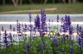 Lavender flowers. Blooming Violet fragrant. Growing swaying on wind over sunset sky, harvest, perfume ingredient, aromatherapy Royalty Free Stock Photo