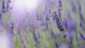 Lavender flowers blooming which have purple color and good fragrant Royalty Free Stock Photo