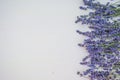 Lavender flowers on the blue wood background Royalty Free Stock Photo