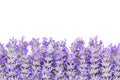 Lavender Flowers Border over White Background Royalty Free Stock Photo