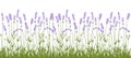 Lavender flowers border vector pattern herbal flower design frame panorama meadow clipart background Royalty Free Stock Photo