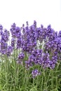 Lavender flowers bouquet Floral border background Royalty Free Stock Photo