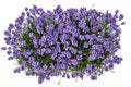 Lavender flowers bouquet white background Top view Royalty Free Stock Photo