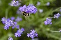 Lavender flowers and bumblebee collecting honey Royalty Free Stock Photo