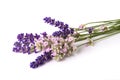 Lavender flowers bunch Royalty Free Stock Photo