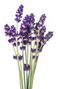 Lavender flowers bunch