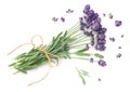 Lavender Flowers Bunch Isolated On White Background Royalty Free Stock Photo