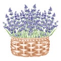 Lavender flowers bunch purple in vintage wicker basket, watercolor illustration. Isolated hand drawn Provence floral Royalty Free Stock Photo