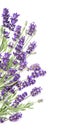 Lavender flowers bunch on white background. Floral border Royalty Free Stock Photo