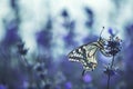 Lavender flowers with butterfly Royalty Free Stock Photo