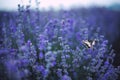 Lavender flowers with butterfly Royalty Free Stock Photo