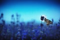 Lavender flowers with butterfly against moon at night Royalty Free Stock Photo