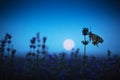 Lavender flowers with butterfly against moon at night Royalty Free Stock Photo