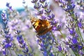 Lavender flowers and butterfly Royalty Free Stock Photo