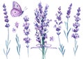 Lavender flowers, butterfly, watercolor illustration, isolated white background Royalty Free Stock Photo