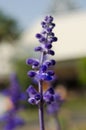 Lavender flowers