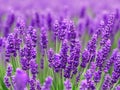 Lavender flowers close up. Beautiful tall long purple and lilac lavender inflorescences. Tilt shift style. Anamorphic Royalty Free Stock Photo