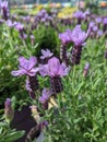 Lavender flowers close up in bloom Royalty Free Stock Photo