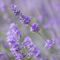 Lavender flowers close-up on a blurry background of blooming purple flowers. Flowering lavender background. Soft focus Royalty Free Stock Photo