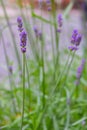 Lavender flowers close up. Purple flowers in the garden. Summer nature close up. Spring blossom concept.