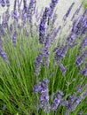 Lavender flowers close up Royalty Free Stock Photo