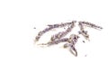 Lavender flowers in closeup on white isolate