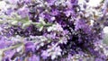 Lavender flowers closeup with blurred background Royalty Free Stock Photo