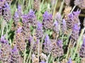 Lavender flowers closeup with blurred background. Royalty Free Stock Photo