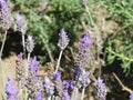 Lavender flowers closeup with blurred background. Royalty Free Stock Photo