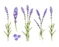 Lavender flowers collection