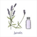 Lavender flowers colored sketch style and cosmetcs essential oil bottle. steem and head in bloom. purple Royalty Free Stock Photo