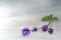 Lavender flowers on concrete table Royalty Free Stock Photo