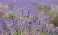 Lavender flowers