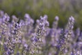 Lavender flowers