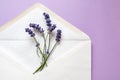 Lavender flowers in an envelope for a letter on a light lilac background. Flat layout Royalty Free Stock Photo