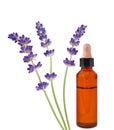 Lavender flowers with essential oil bottle Royalty Free Stock Photo