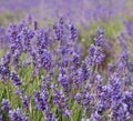 lavender flowers on field background