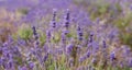 Lavender flowers on field background