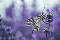 Lavender flowers with butterfly Royalty Free Stock Photo