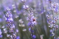 Lavender flowers in field. Pollination with bee and lavender with sunshine, sunny lavender Royalty Free Stock Photo